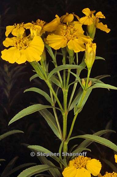 tagetes lucida 1 graphic